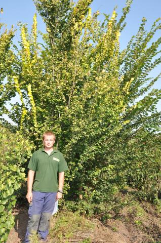 Ulmus minor 'Wredei'